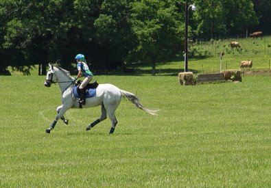 Photo copyright Mark Walter Lehner. Go to HoofClix.com to see more photos of Grayboo. www.HoofClix.