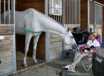 OTTB - Grayboo and Amanda relaxing at a combined training event.