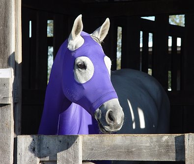 Grayboo - October 2006