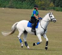 Grayboo and Amanda had no problems with the cross country jumps.