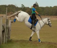 OTTB Grayboo competes in eventing.