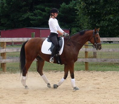 Heather's Best looks very smart in his dressage gear!