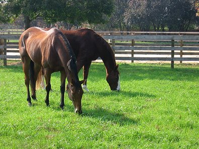 Heather's Best and Radar enjoying a beautiful Fall day in the Northeast.