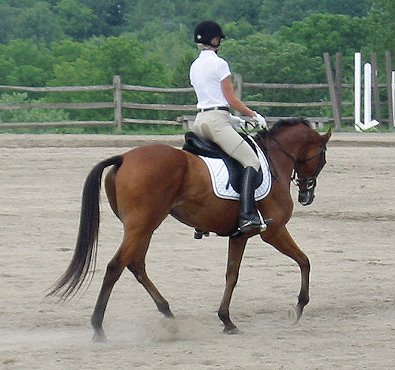 OTTB - Heather's Best score of 62 in a dressage show. July 22, 2008