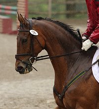 OTTB and former steeplechaser - Heather's Best goes to his first combined training event and finished second out of 26 horses! 