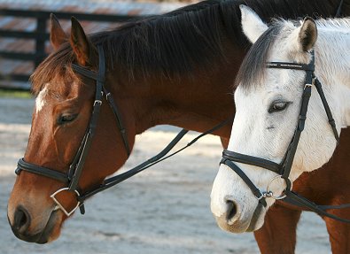 OTTBs are not wild or crazy. 