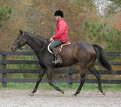 Thoroughbred for sale - Irish