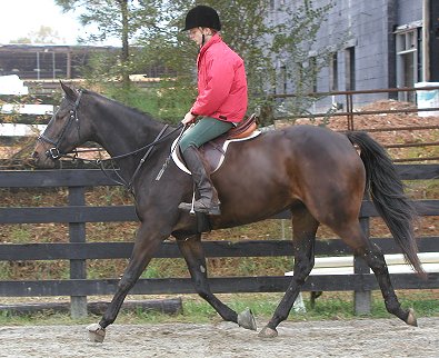 Bits & Bytes Farm's Irish