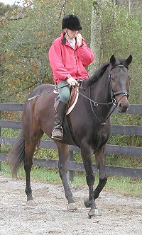 Thoroughbred for sale - Irish