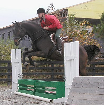 Horses for Sale - Irish