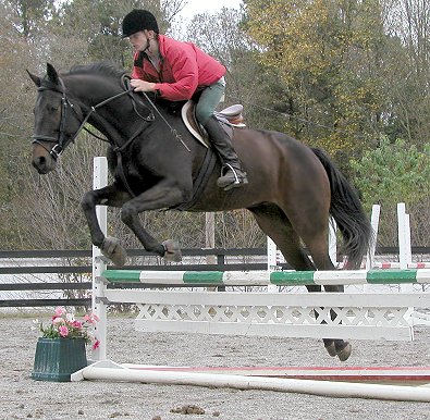 Horses for sale - Irish