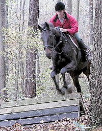 Horse for sale - Irish