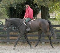 Irish - Horse for sale