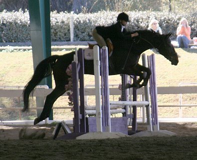Irish competes at a Horse Show Ventures show and places 4th. November 12, 2005 