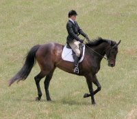 Thoroughbreds make great competitiors in eventing and hunter/jumper competitions.