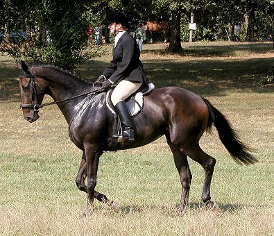 Joe Bear at the Shakerag Hounds Hunter Trials - October 2003