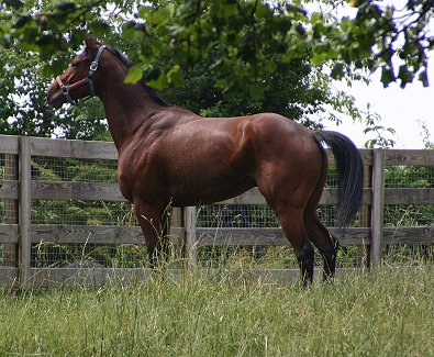 Thoroughbred horses for sale - Joe Kelly's Tune