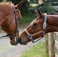 Thoroughbred horses for sale - Joe Kelly's Tune