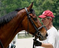 Thoroughbred horses for sale - Joe Kelly's Tune