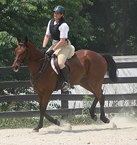 Thoroughbred horses for sale - Joe Kelly's Tune