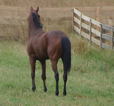 Thoroughbred horses for sale - Joe Kelly's Tune