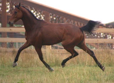 Thoroughbred horses for sale - Joe Kelly's Tune