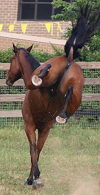 Joe Kelly shows off his new shoes