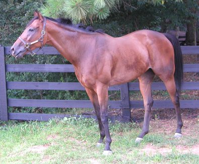 Knight Villain - Bits & Bytes Farm Thoroughbred for sale