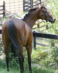Thoroughbred horse for sale at Bits & Bytes Farm