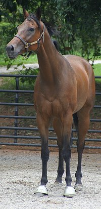 Knight Villain - Bits & Bytes Farm Thoroughbred for sale