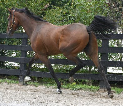Knight Villain - Bits & Bytes Farm Thoroughbred for sale