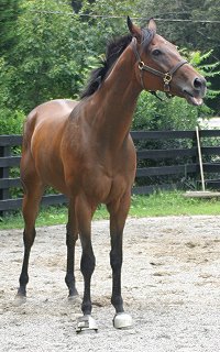 Knight loves to be scratched.