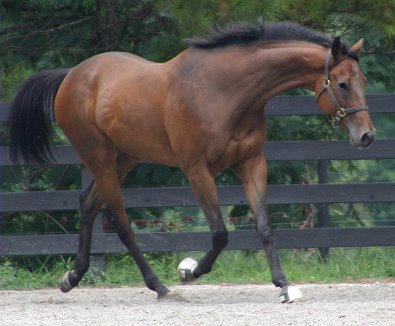 Knight Villain - Bits & Bytes Farm Thoroughbred for sale