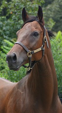 Knight Villain - Bits & Bytes Farm Horses for sale