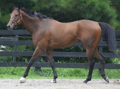 Knight Villain - Bits & Bytes Farm Thoroughbred for sale