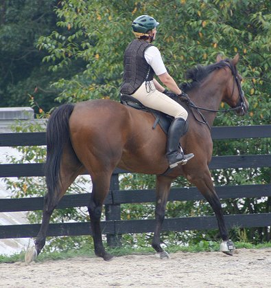 Knight Villain - Bits & Bytes Farm Thoroughbred for sale