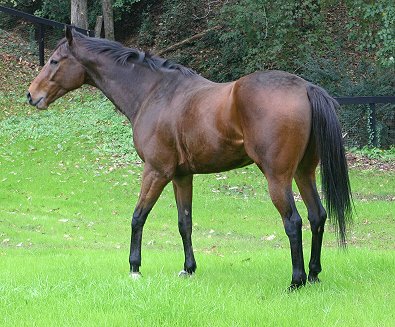 Knight Villain - Bits & Bytes Farm Thoroughbred for sale