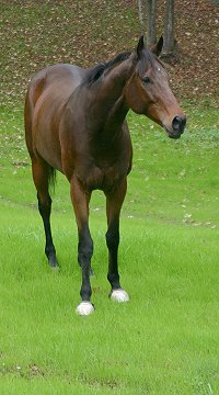 Knight Villian enjoys the new November grass at Bits & Bytes Farm in Canton, GA