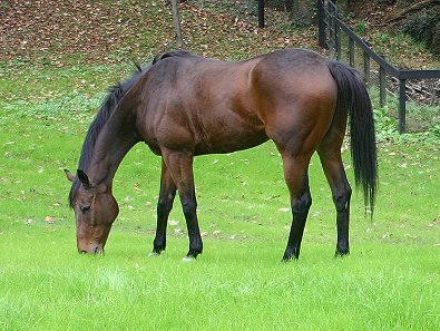 Knight Villain - Bits & Bytes Farm Thoroughbred for sale