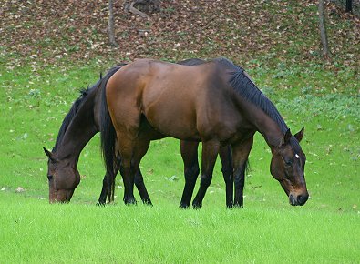 Two headed bay Thoroughbred