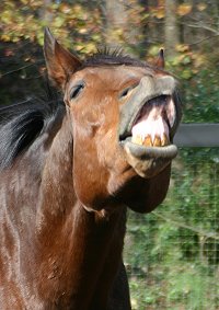 Knight Villain is happy to have a good home after winning almost $300,000!