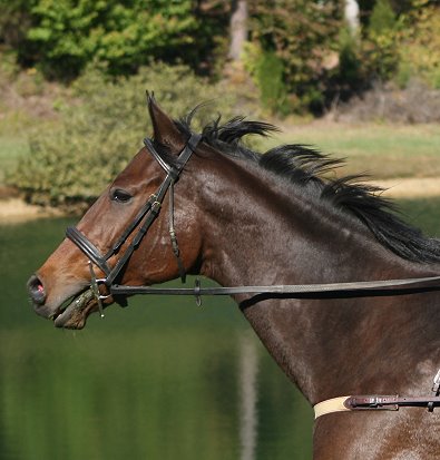 Knight Villain at Deerhaven Farm GA - October 14, 2006