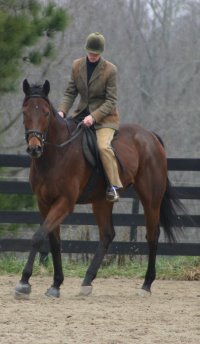 Knight Villain is a Thoroughbred Horse for Sale at Bits & Bytes Farm.