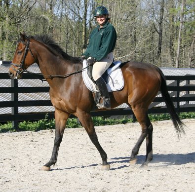 Knight Villain - Bits & Bytes Farm Thoroughbred for sale