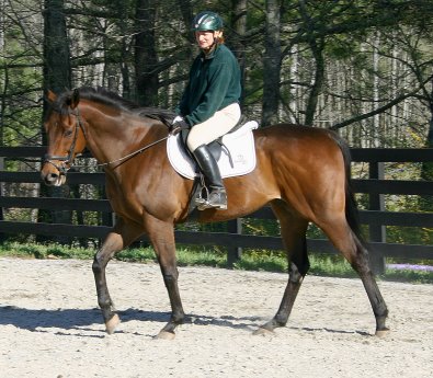 Knight Villain - Bits & Bytes Farm Thoroughbred for sale