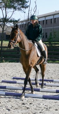 Knight Villain - Bits & Bytes Farm Thoroughbred for sale