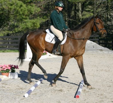 Knight Villain - Bits & Bytes Farm Thoroughbred for sale