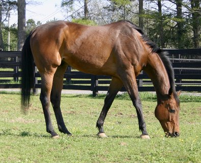 Knight Villain - Bits & Bytes Farm Thoroughbred for sale
