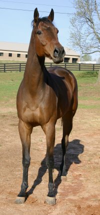 Knight Villain - Bits & Bytes Farm OTTB