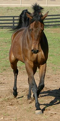 Knight Villain - Bits & Bytes Farm OTTB